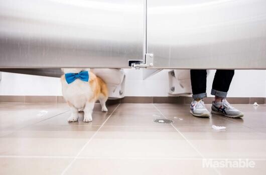 10 kutya jó tipp a munkahelyi viselkedéshez