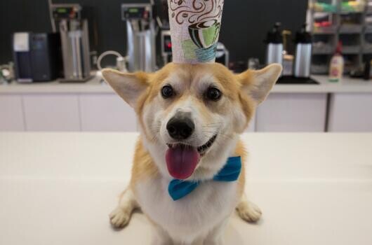 10 kutya jó tipp a munkahelyi viselkedéshez