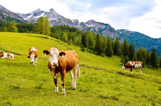 A munka örömét nem csak a tehénfejés okozhatja