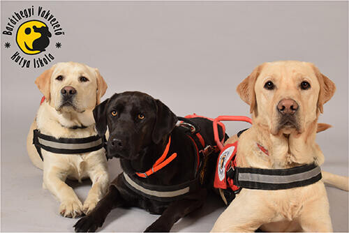 Négylábú hősöket keresünk