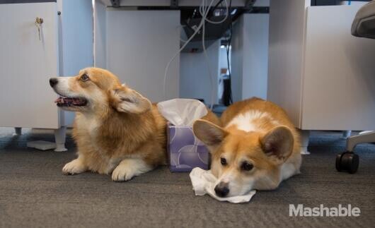 10 kutya jó tipp a munkahelyi viselkedéshez