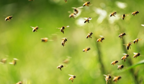 A szakmaválasztás ezer arca: a méhész szakma rejtelmei  