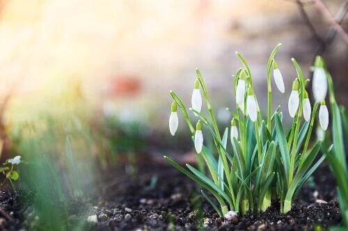 megújulás - tavasz - hóvirág
