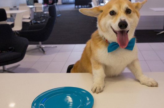 10 kutya jó tipp a munkahelyi viselkedéshez