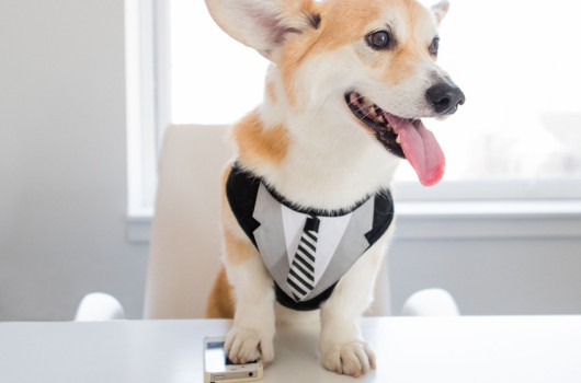 10 kutya jó tipp a munkahelyi viselkedéshez
