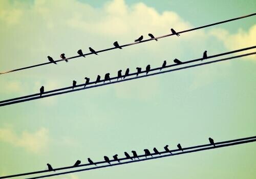 Épülő új szervezetek