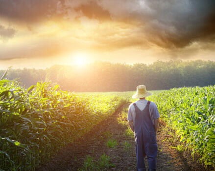 Elbocsátások a mezőgazdasági szektorban