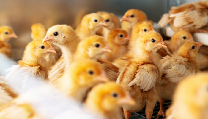 Szerkezetkész Szentes új üzeme