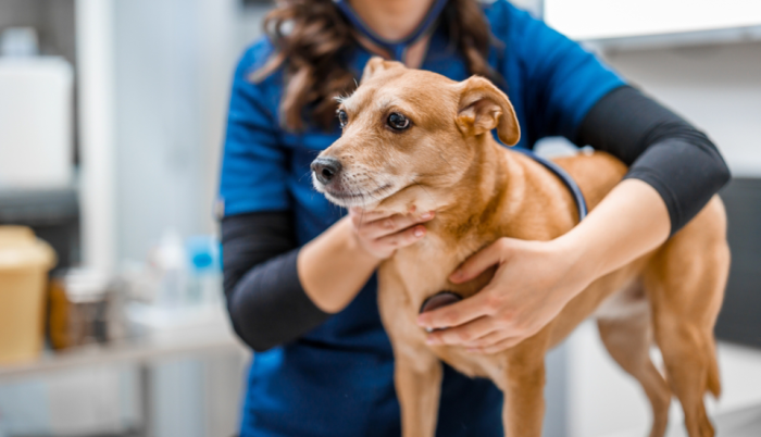 Fejlesztés a pécsi egyetemen