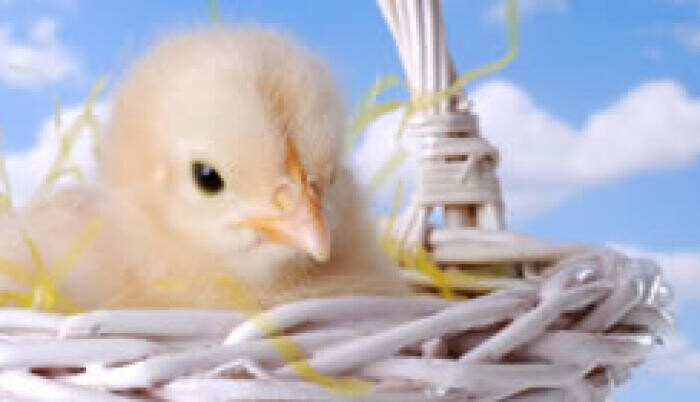 Csirkében kapják fizetésüket tanárok