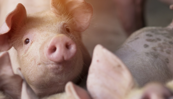 Bácsfapusztán zajlik jelentős beruházás