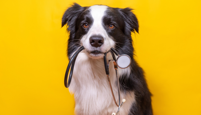 Az Állatorvosi Egyetem MI-vel és okostantermekkel újít