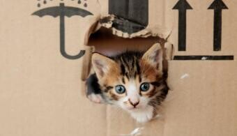 Amíg nem próbálod meg, nem is bukhatsz el – ezért halogatsz