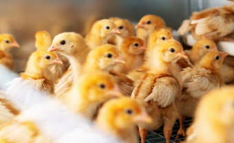 Szerkezetkész Szentes új üzeme