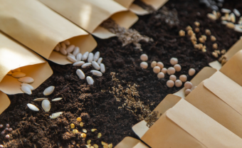 Fejlesztés a vetőmagágazatban