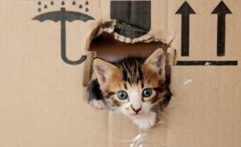 Amíg nem próbálod meg, nem is bukhatsz el – ezért halogatsz