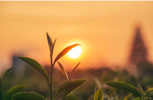 Lorem Ipsum Kft."> ged karrier, állás és munka